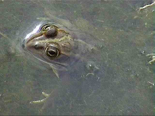 ���H�̂Ƃ̂��܃J�G��